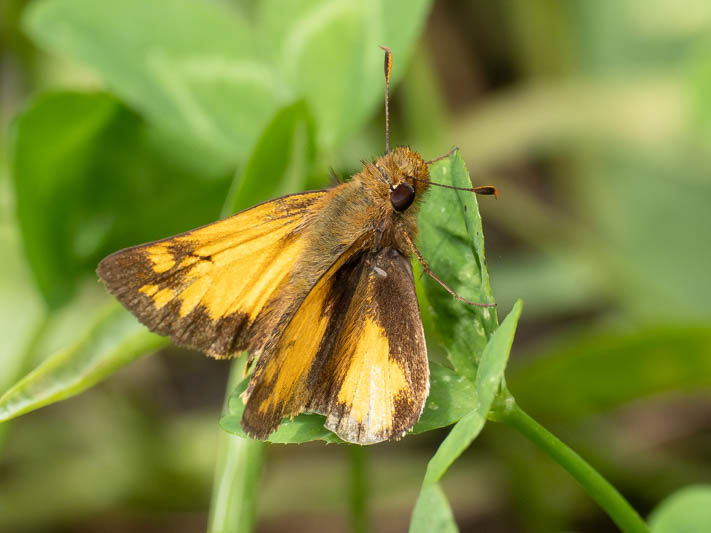 Lon zabulon (Zabulon Skipper).jpg